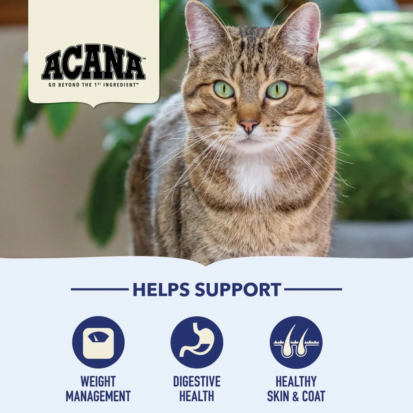 ACANA Indoor Entrée Dry Cat Food
