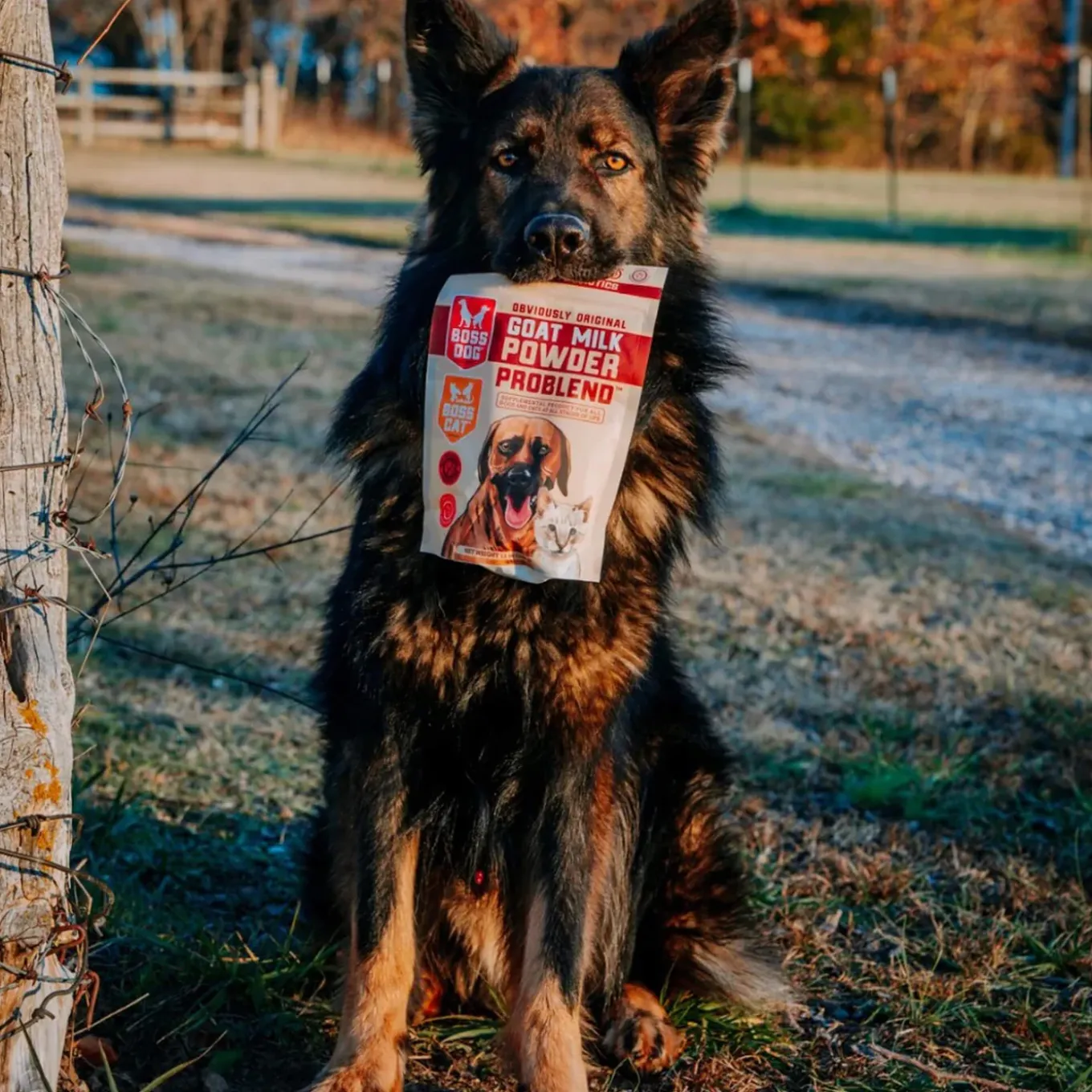 Boss Dog Goat Milk Powder Topper for Dogs