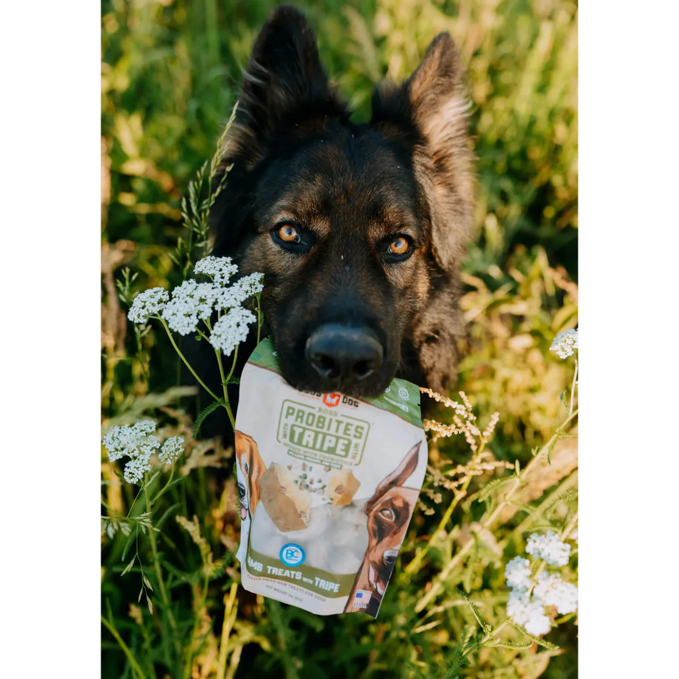 Boss Dog Freeze Dried Probites with Tripe for Dogs
