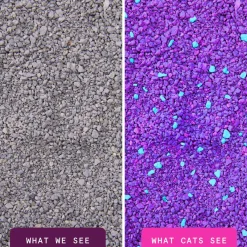 Boxiecat Glo Natural Attractions Clumping Clay Cat Litter