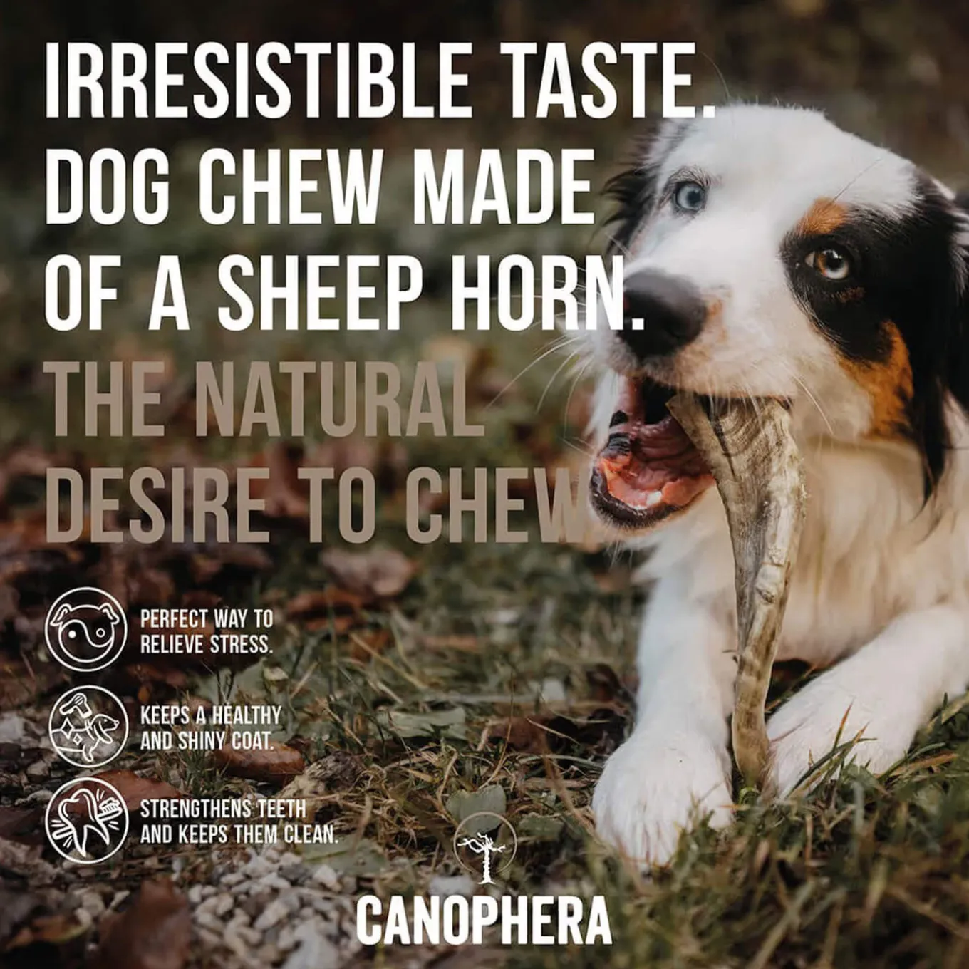 Canophera Sheep Horn Dog Chews