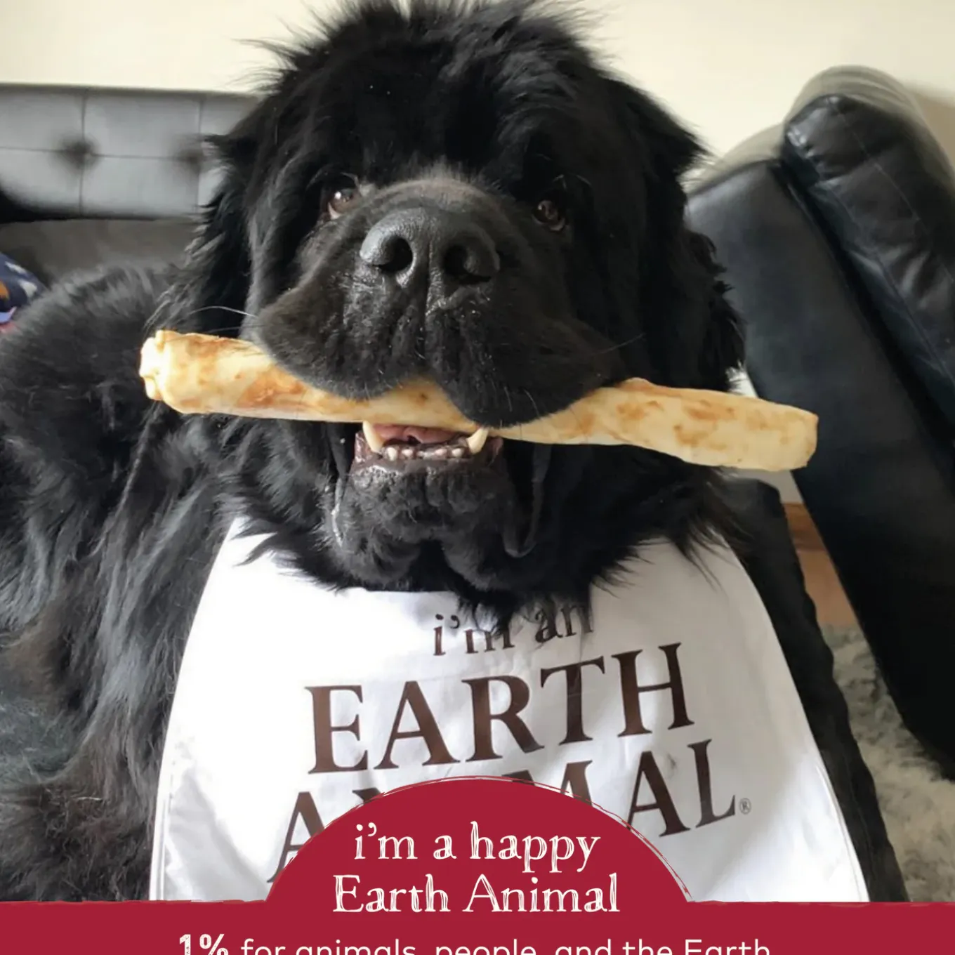 Earth Animal No-Hide Chews for Dogs