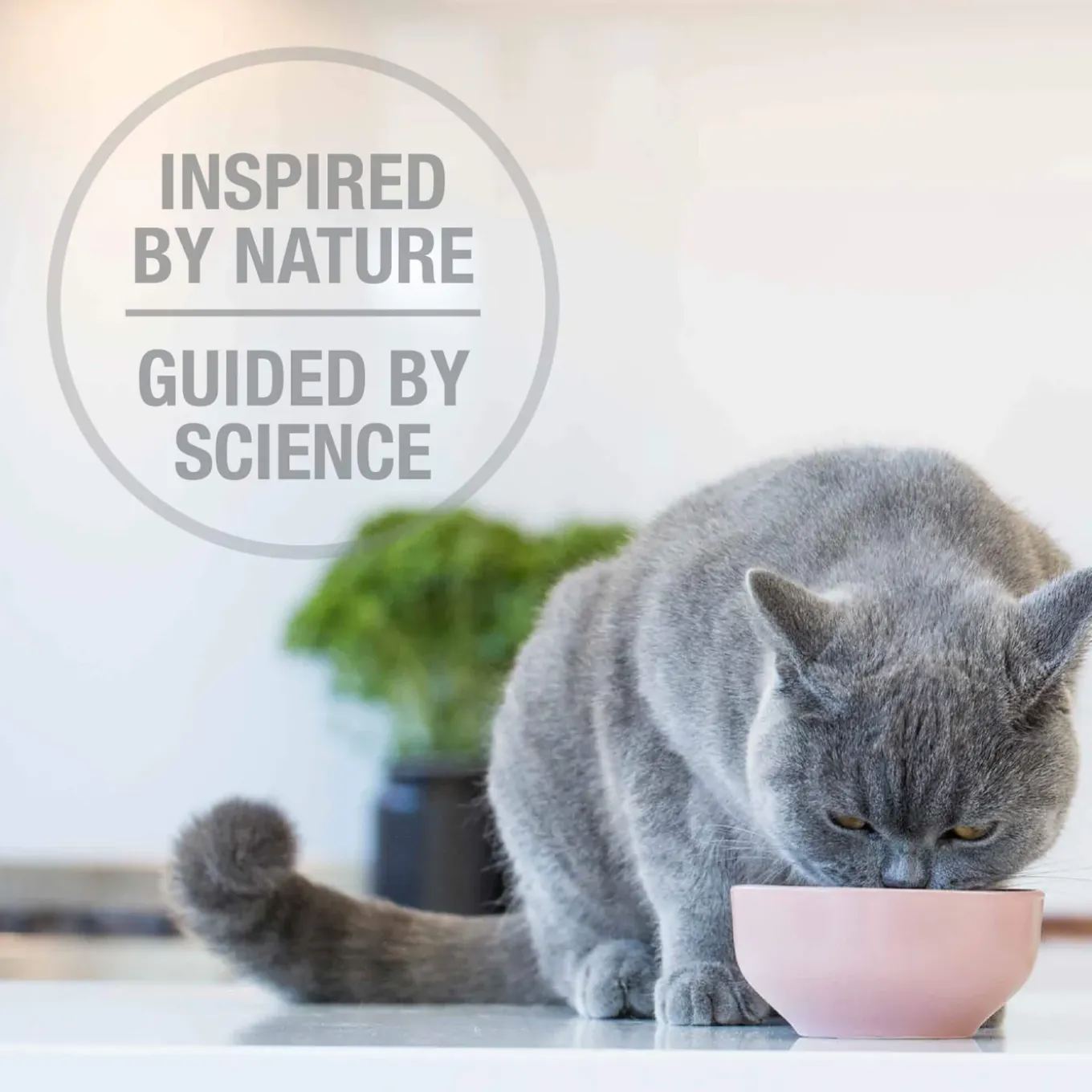 Feline Natural Grain-Free Cat Pouches