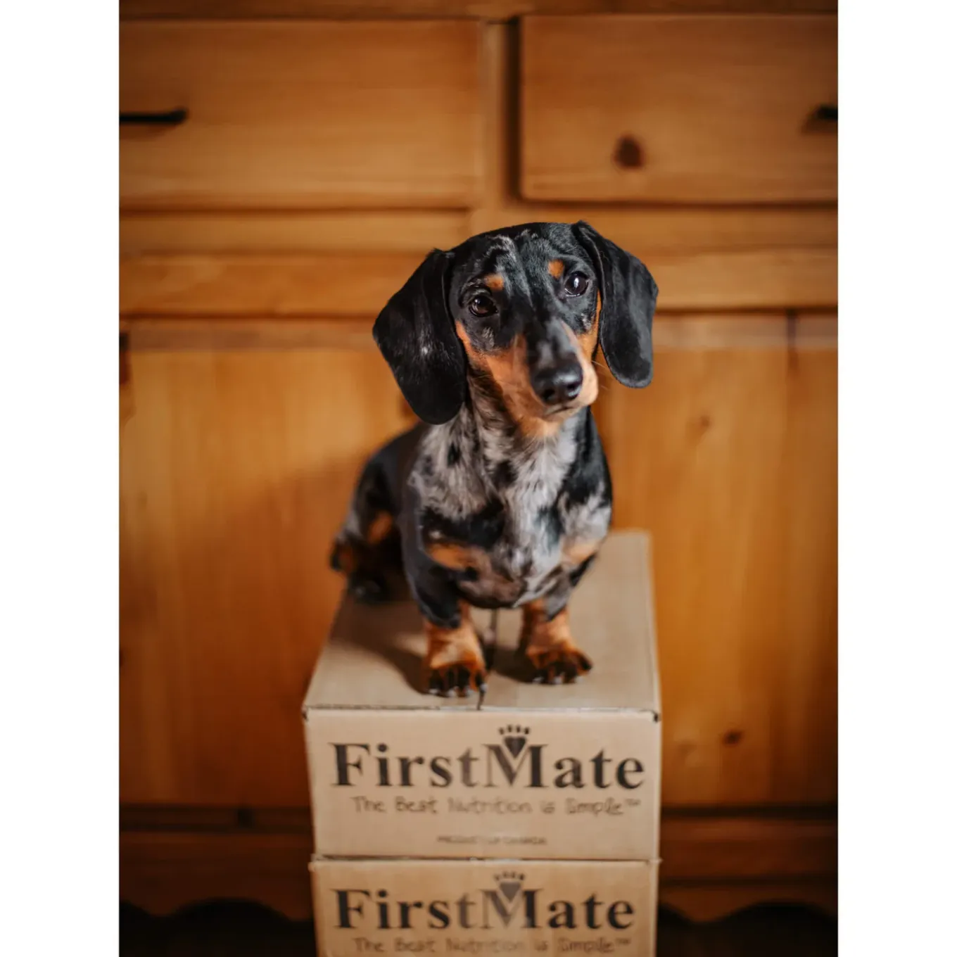 FirstMate Grain-Free Limited Ingredient Canned Wet Dog Food