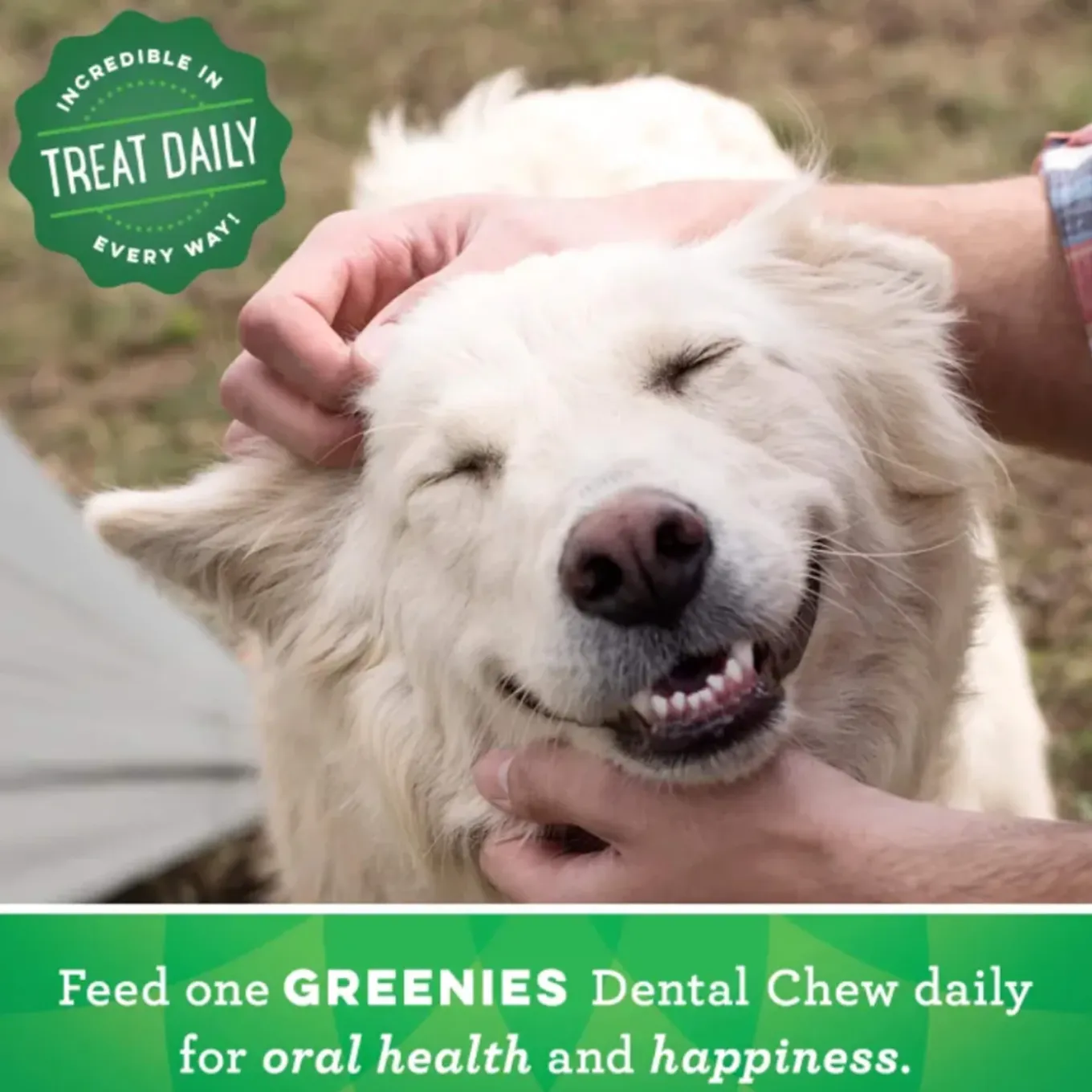 Greenies Dental Chews Dog Treats