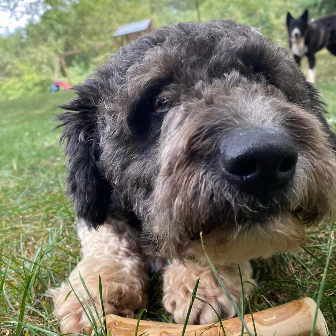 Healthy Pet World Woodies Coffee Wood Chews for Dogs