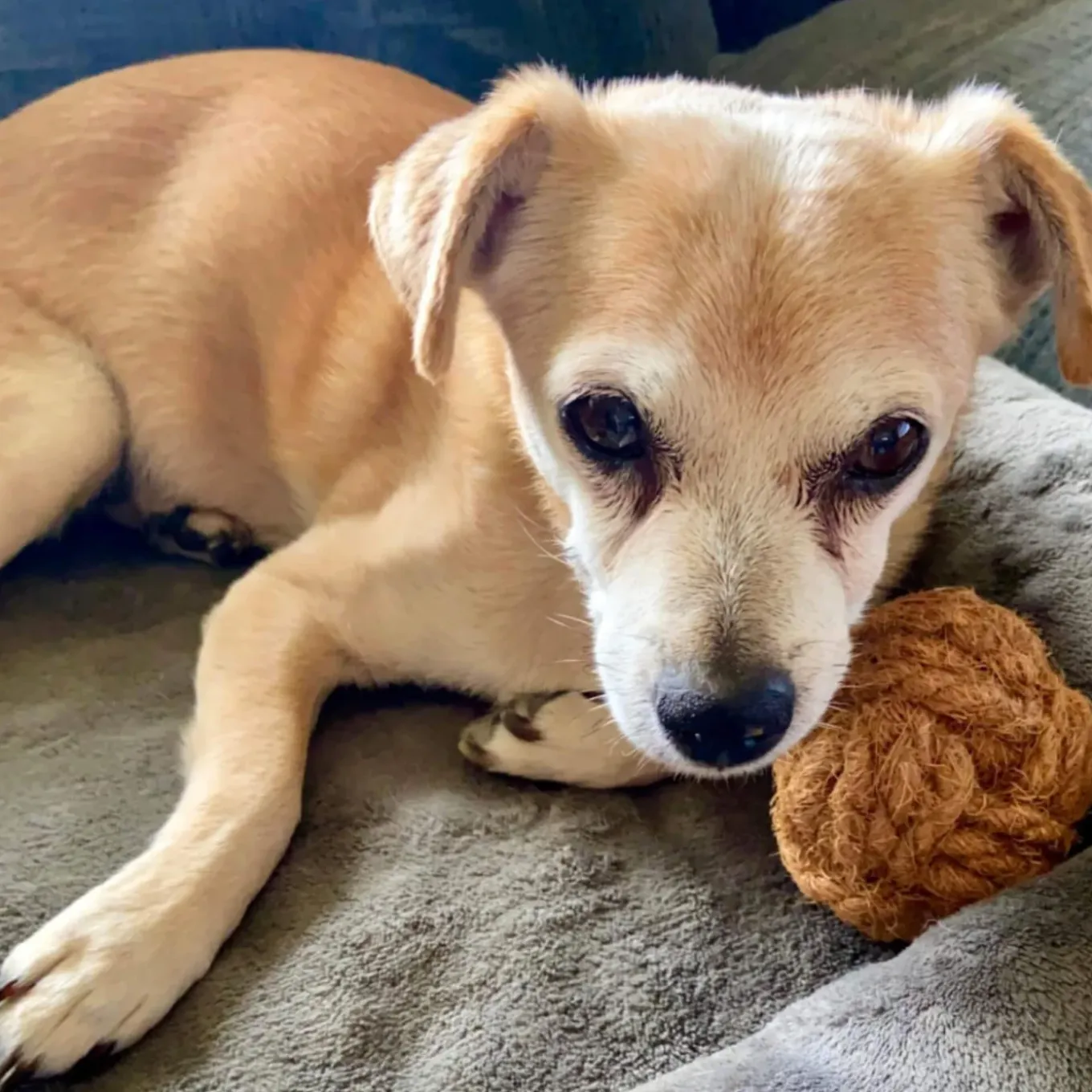 Healthy Pet World Nutties Coconut Husk Dog Toys