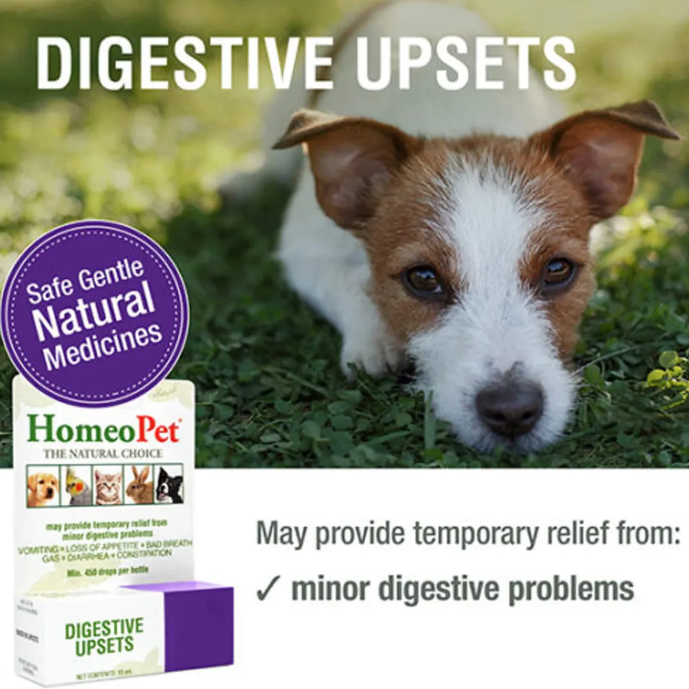 HomeoPet Digestive Upsets