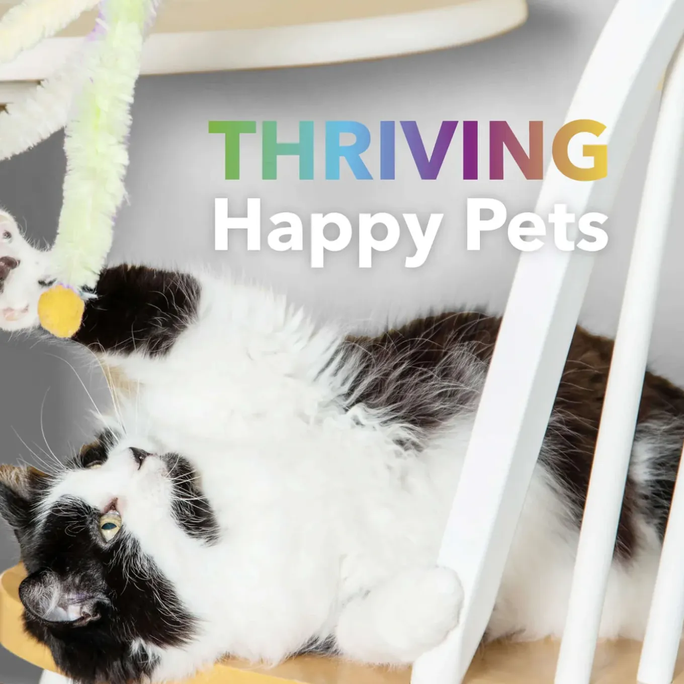 In Clover Daily Mulivitamin Powder for Dogs & Cats