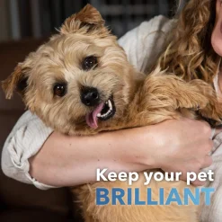 In Clover Dental Powder for Dogs & Cats