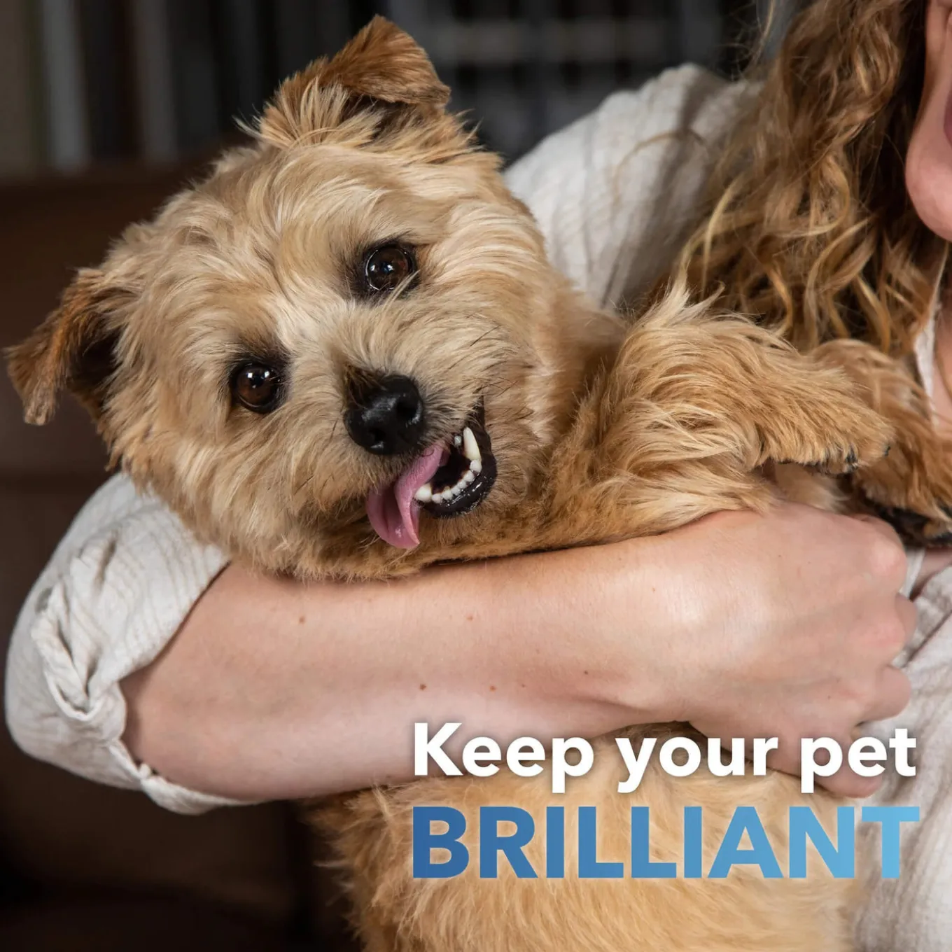 In Clover Dental Powder for Dogs & Cats