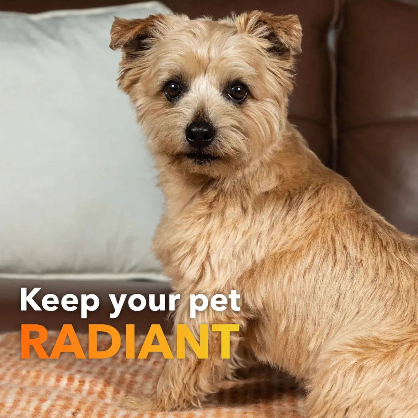 In Clover Skin & Coat Powder for Dogs & Cats