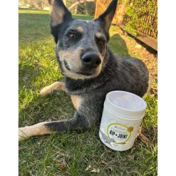 In Clover Connectin Hip and Joint for Dogs