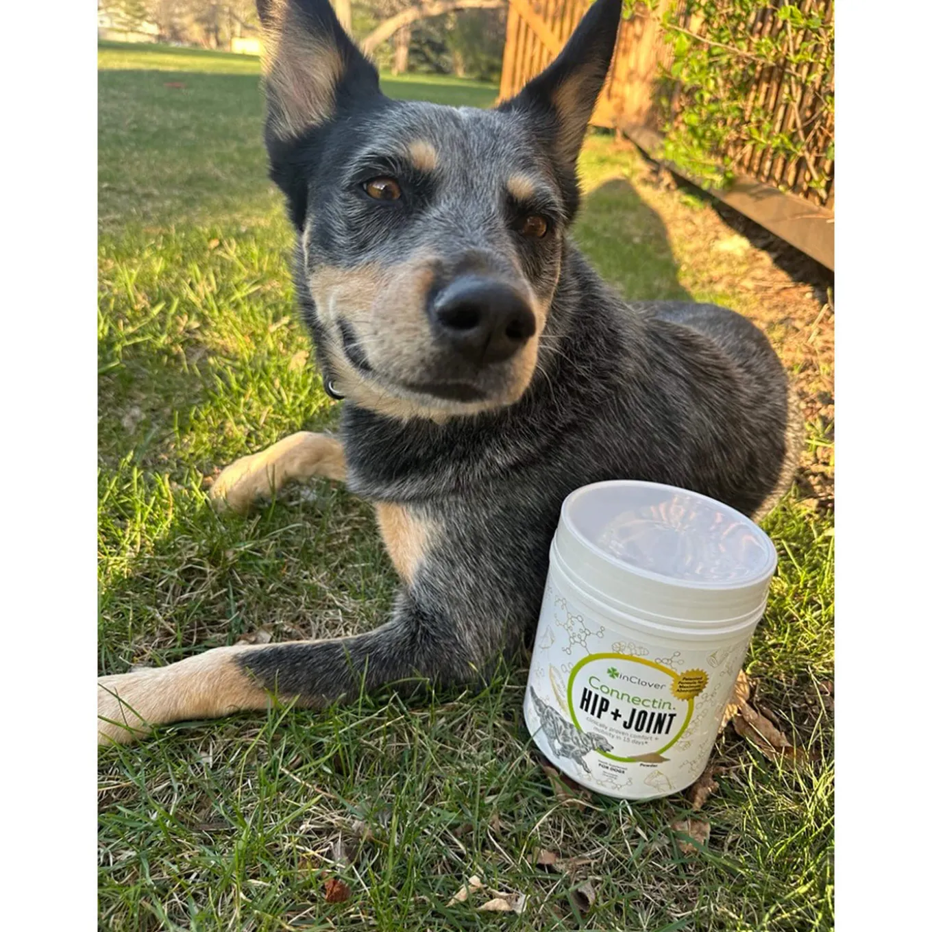 In Clover Connectin Hip and Joint for Dogs