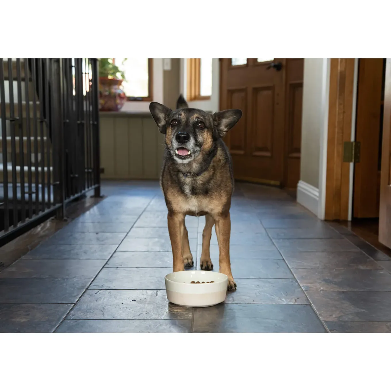 In Clover OptaGest Digestive Aid Dog & Cat Supplement