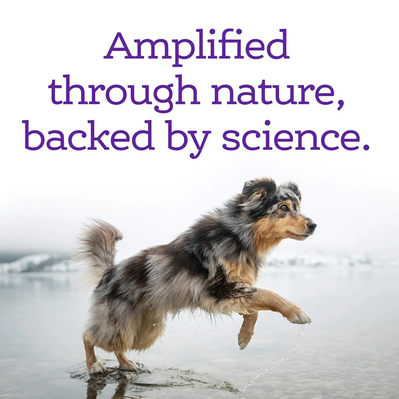 NutriSource Amplifull Calming Soft Chews for Dogs