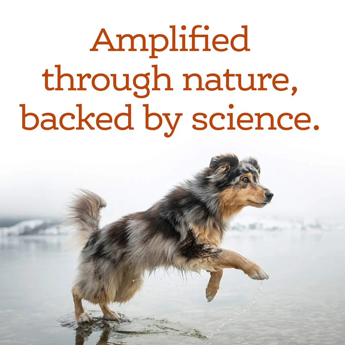 NutriSource Amplifull Multivitamin Soft Chews for Dogs