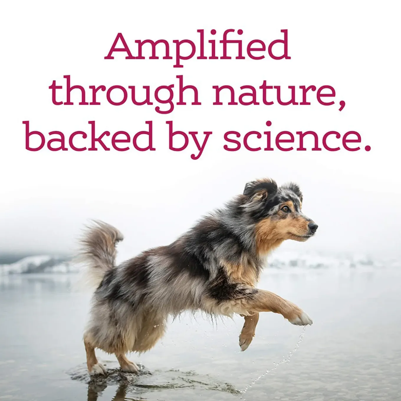NutriSource Amplifull Skin & Coat Soft Chews for Dogs