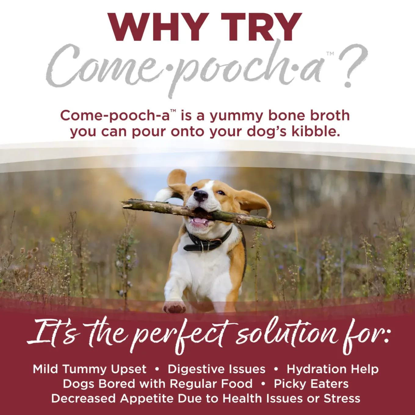 Nutrisource Come-pooch-a Bone Broth Dog Food Topper