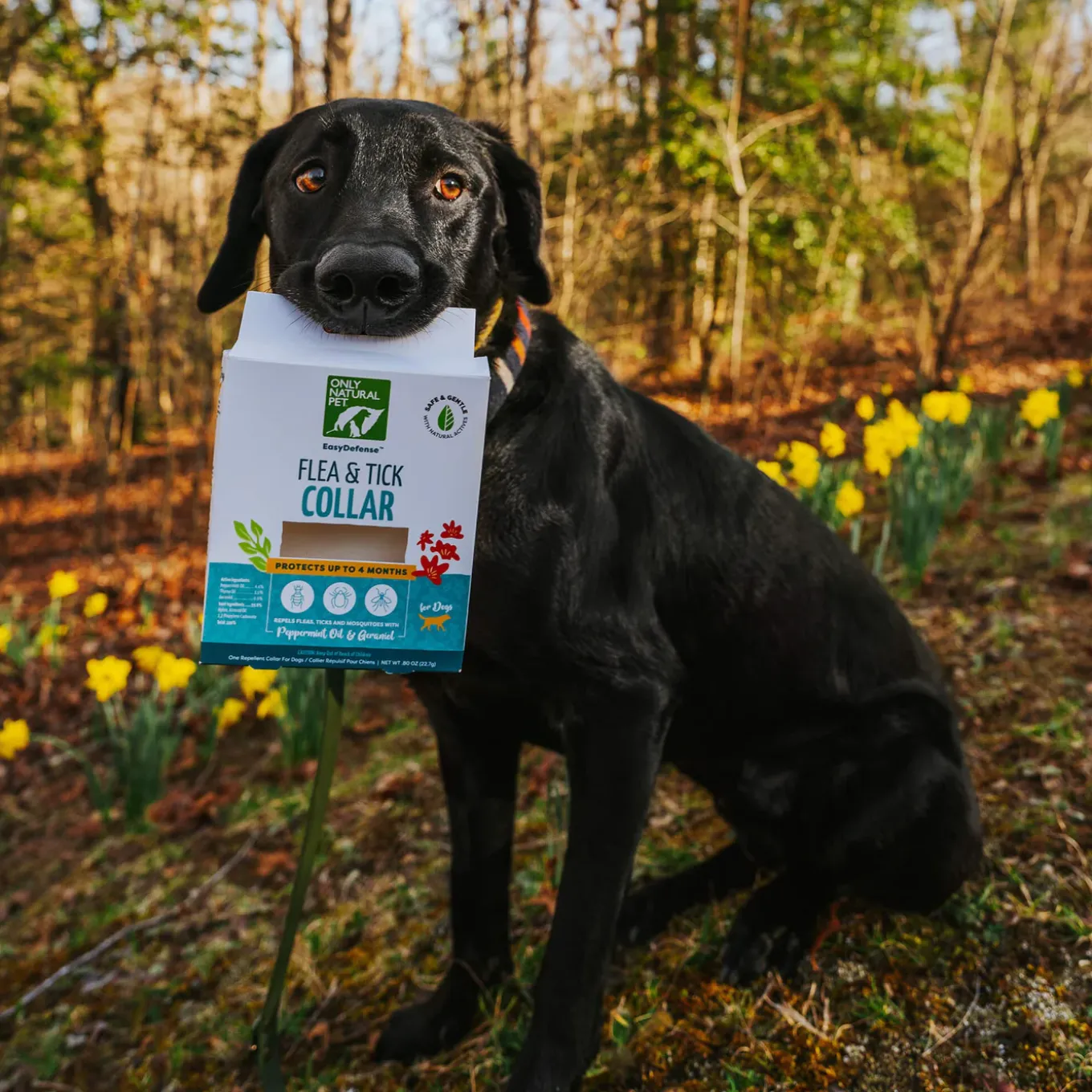 Only Natural Pet Flea & Tick Kits for Dogs