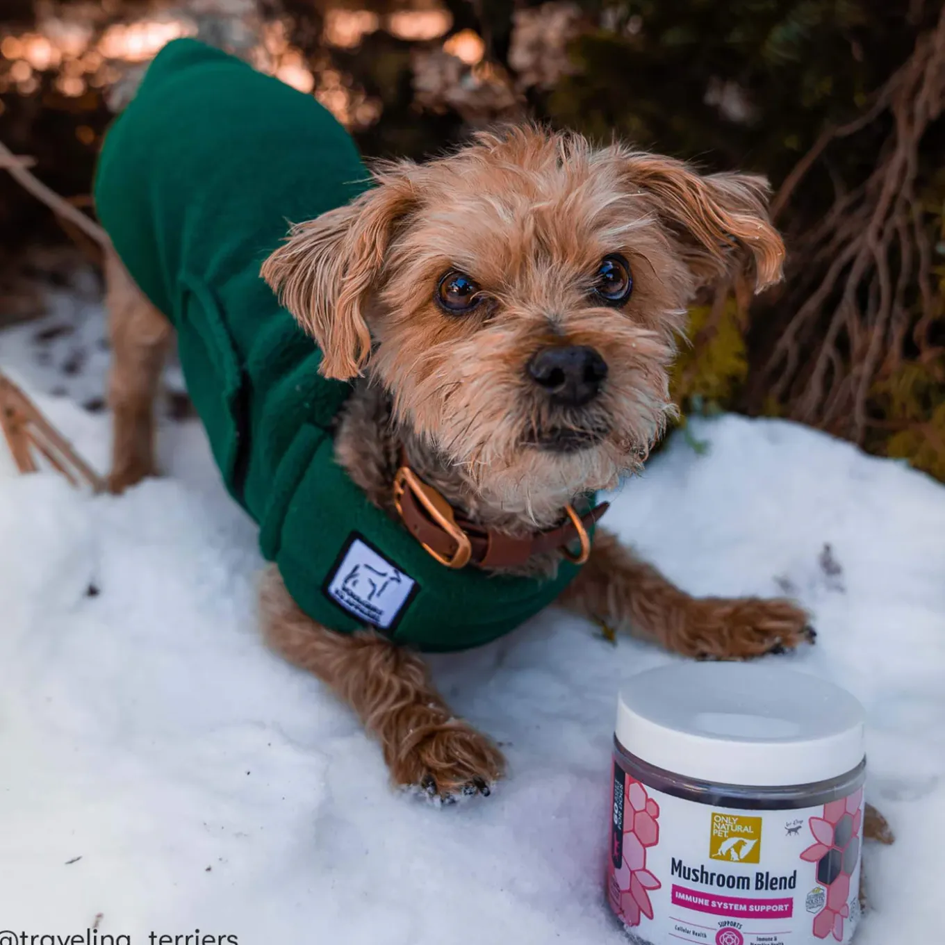 Only Natural Pet Mushroom Blend Immune System Support Supplement for Dogs