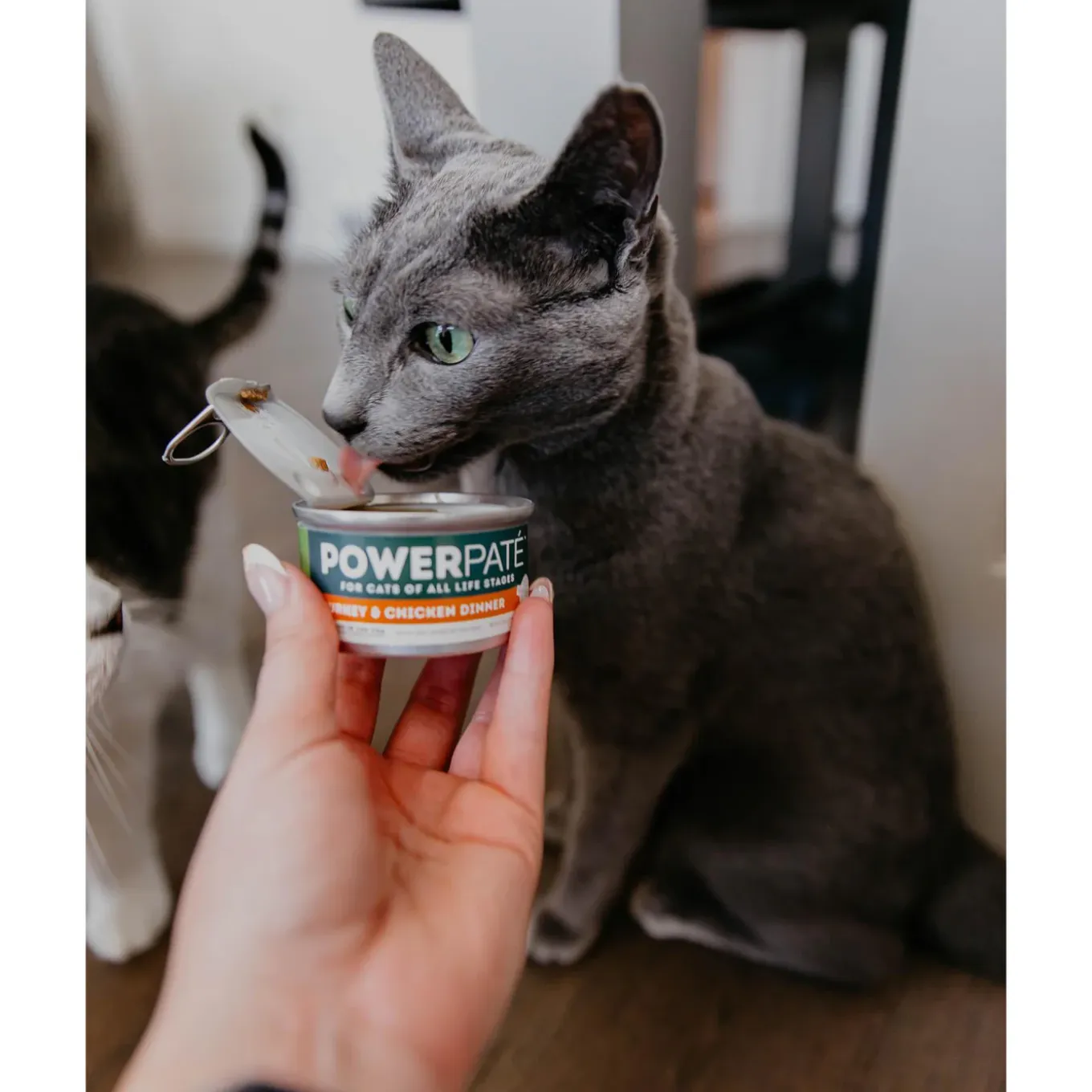 Only Natural Pet PowerPate Grain-Free Wet Cat Food