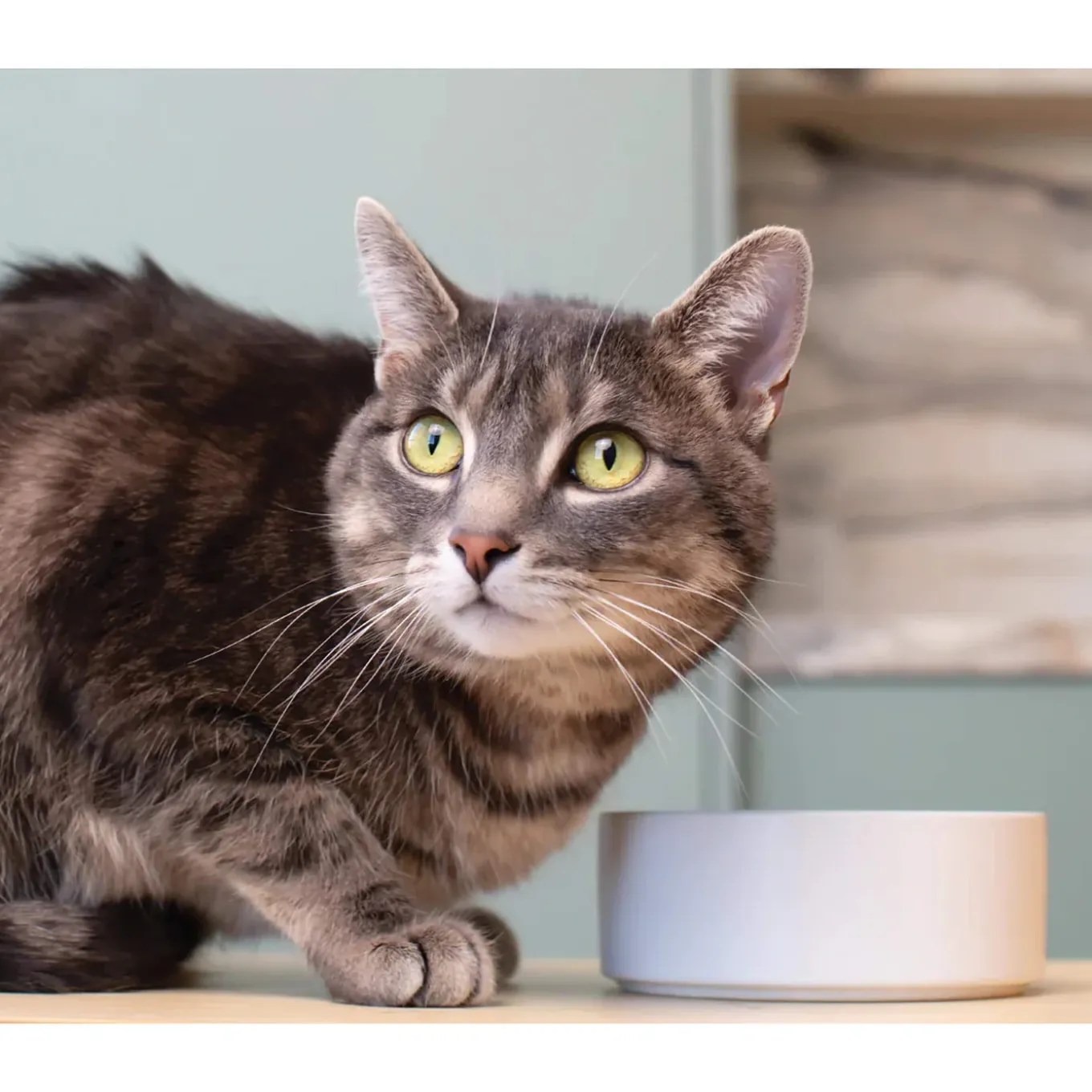 Open Farm Hearty Morsels in Gravy Wet Food for Cats