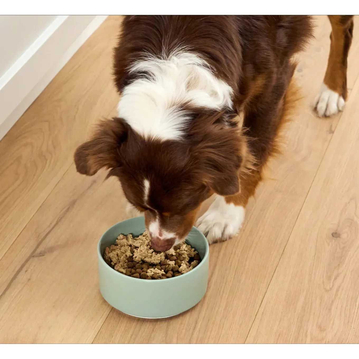 Open Farm Icelandic Grain Free Wet Topper for Dogs 4.59 oz (Case of 12)