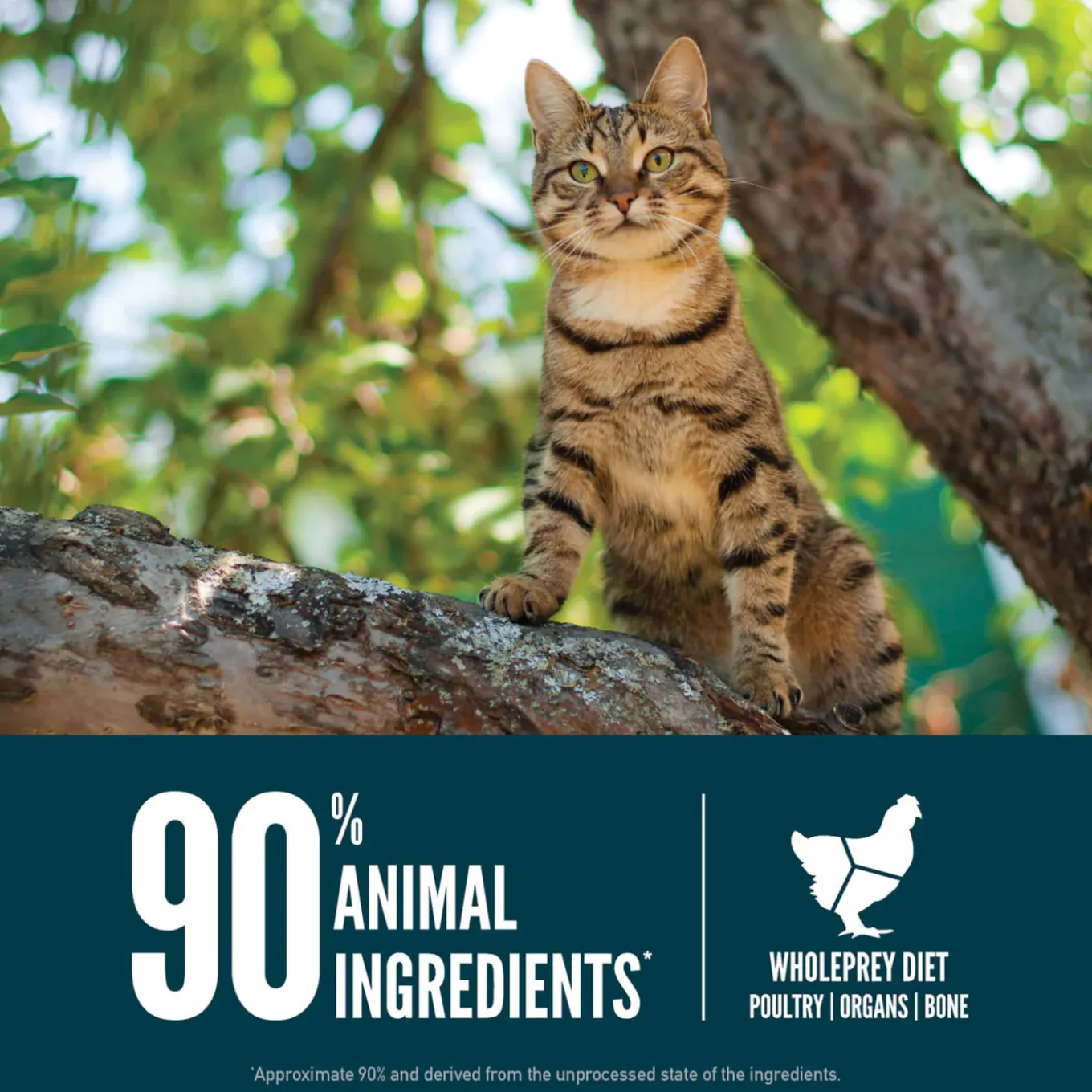 Orijen Grain Free Guardian Cat Food
