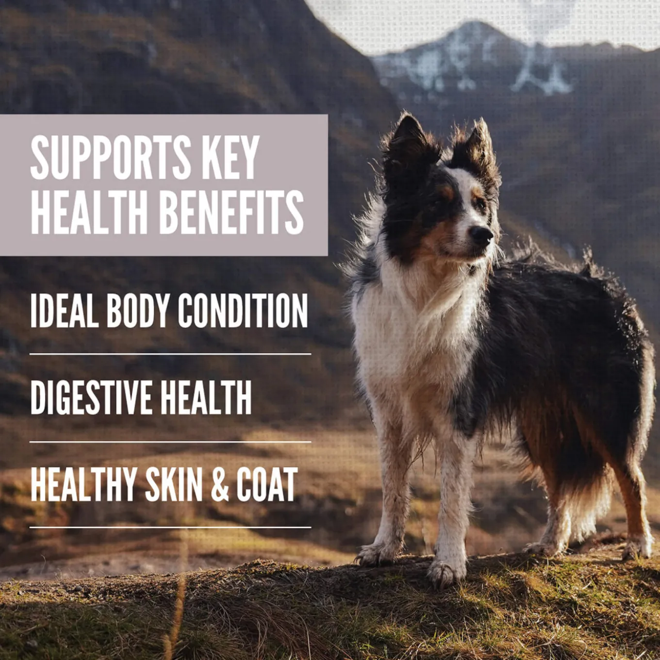 Orijen Amazing Grains Dry Dog Food