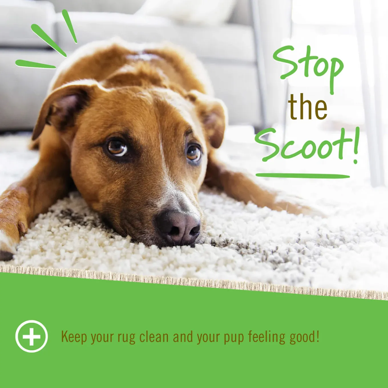 Pet Naturals Scoot Bars Anal Gland Support for Dogs