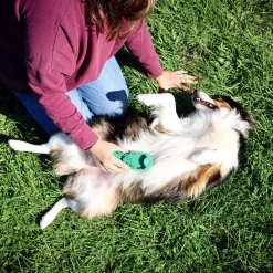 PetKore GroomBug Rubber Grooming Brush for Dogs