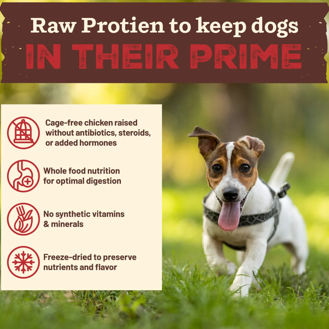 Primal Freeze-Dried Kibble in the Raw Small Breed Dog Food