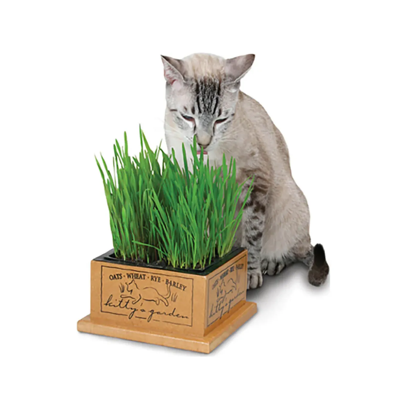 SmartCat Kitty's Garden & Refill Kit Organic Grass Cat Treat