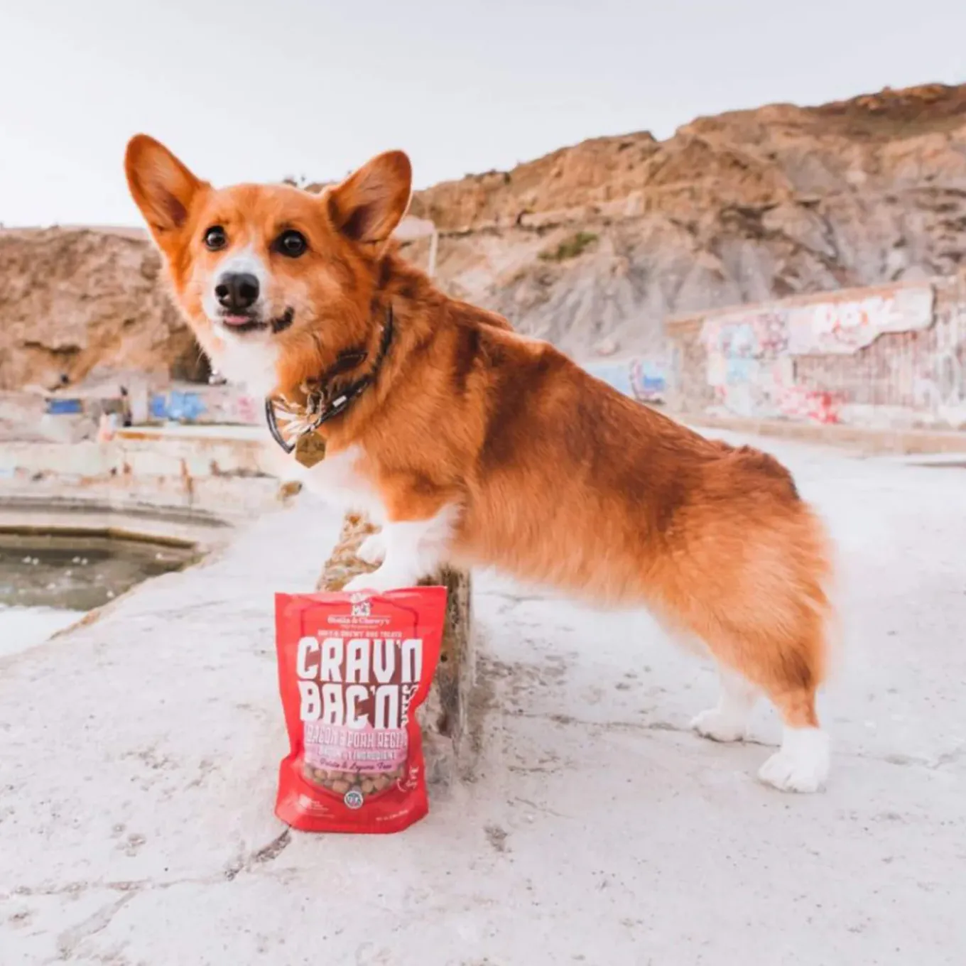 Stella & Chewy's Crav'n Bac'n Bites Dog Treats