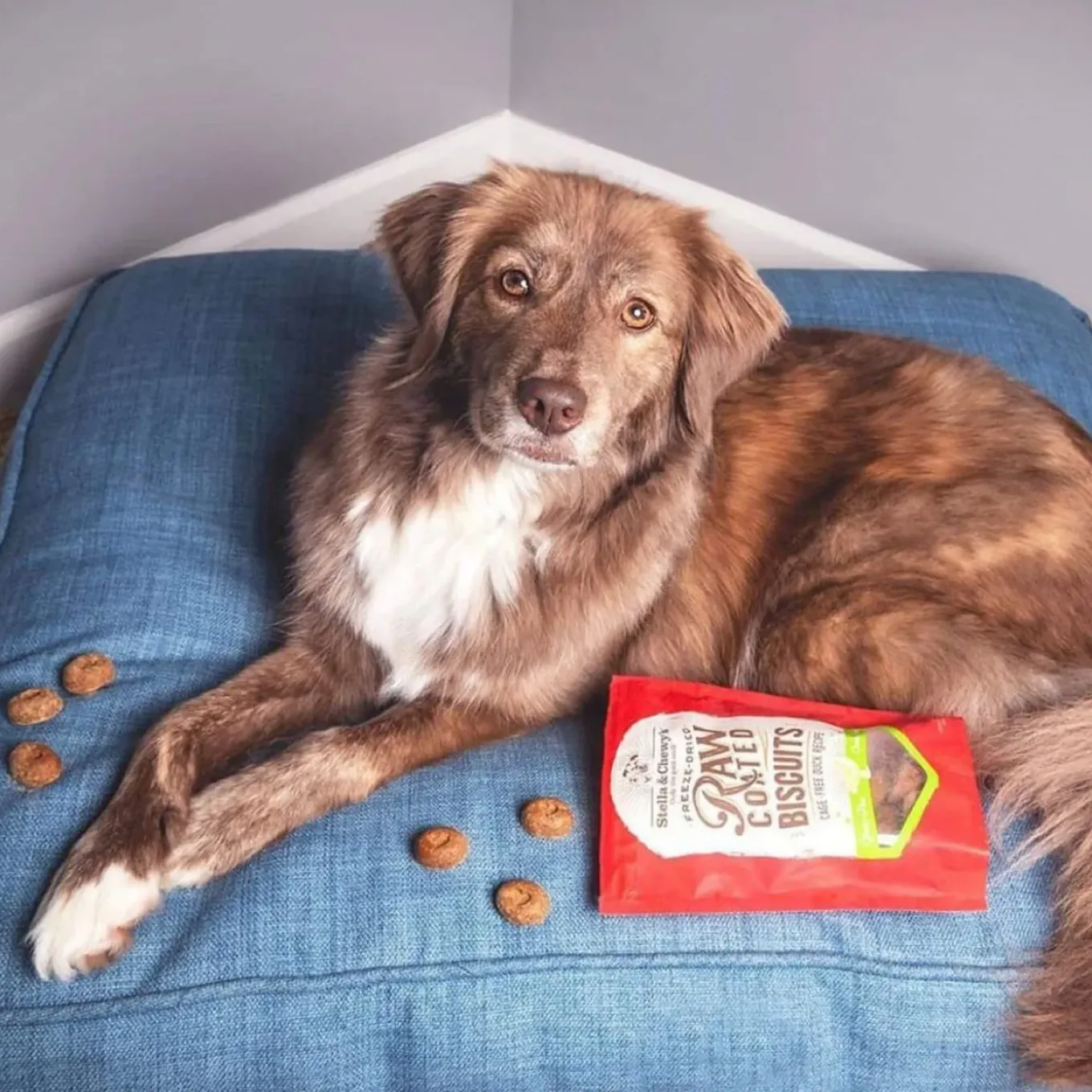 Stella & Chewy's Raw Coated Biscuit Freeze Dried Dog Treat