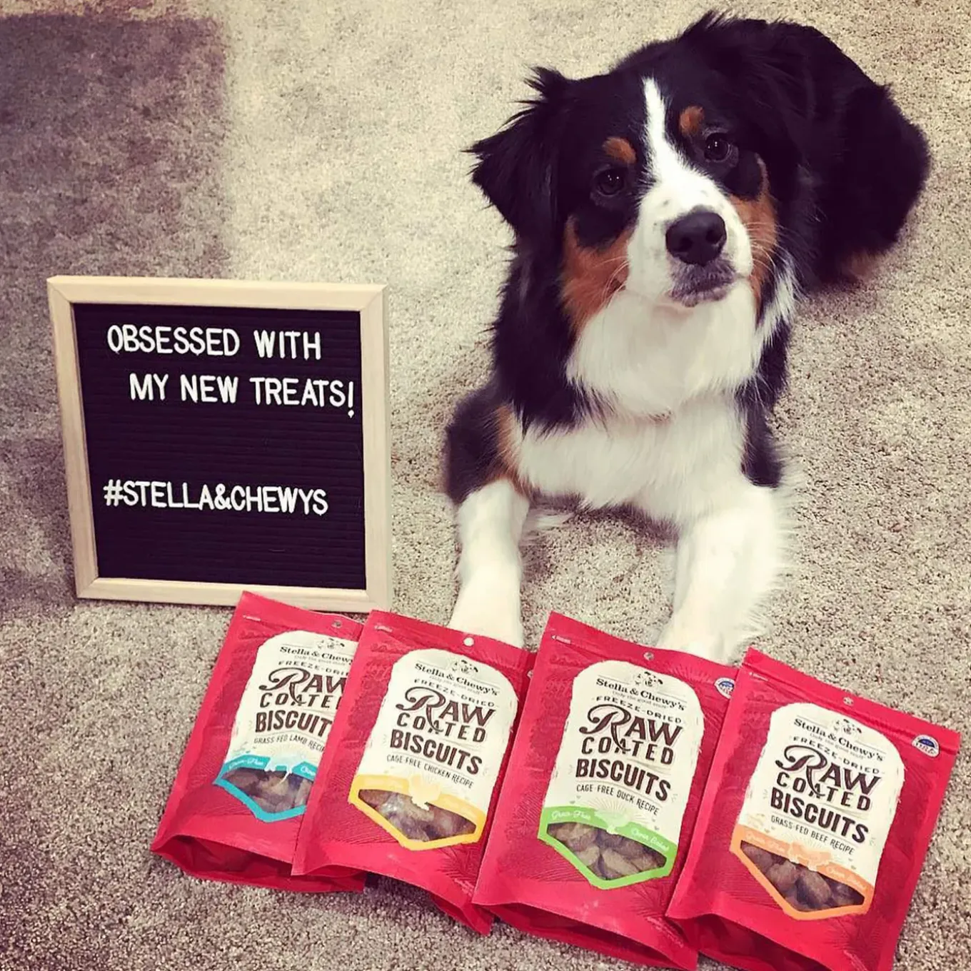 Stella & Chewy's Raw Coated Biscuit Freeze Dried Dog Treat