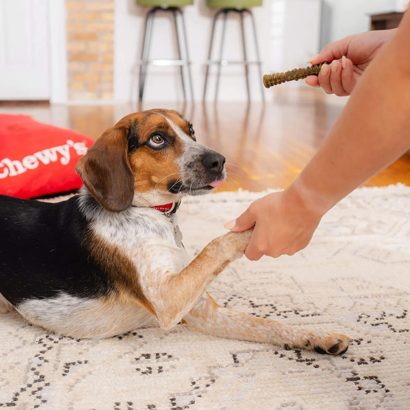 Stella & Chewy's Dental Delights for Dogs