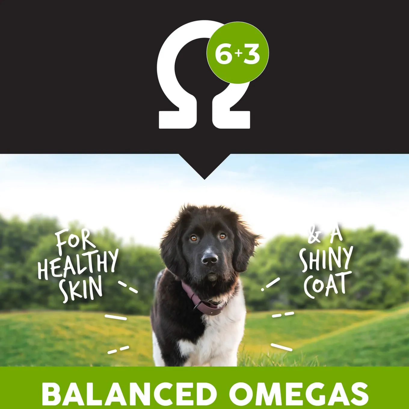 Ultimates Large Breed Puppy Chicken & Rice Dry Dog Food