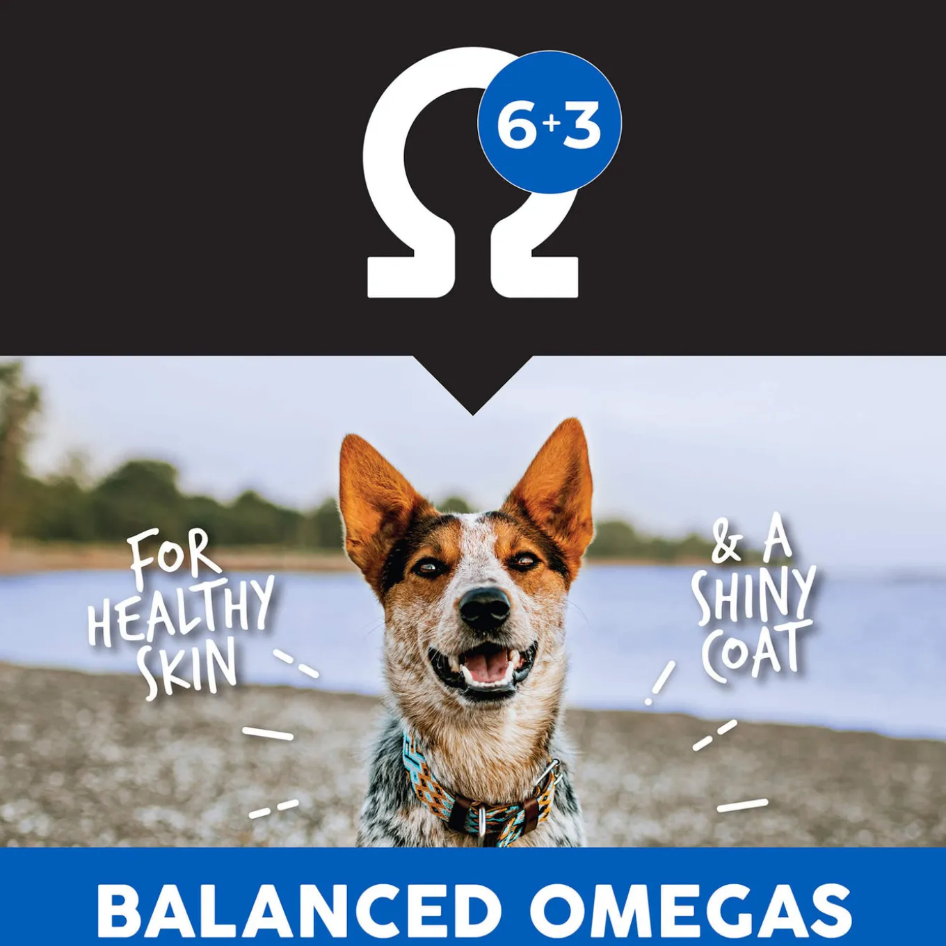 Ultimates Whole Grain Adult Dry Dog Food