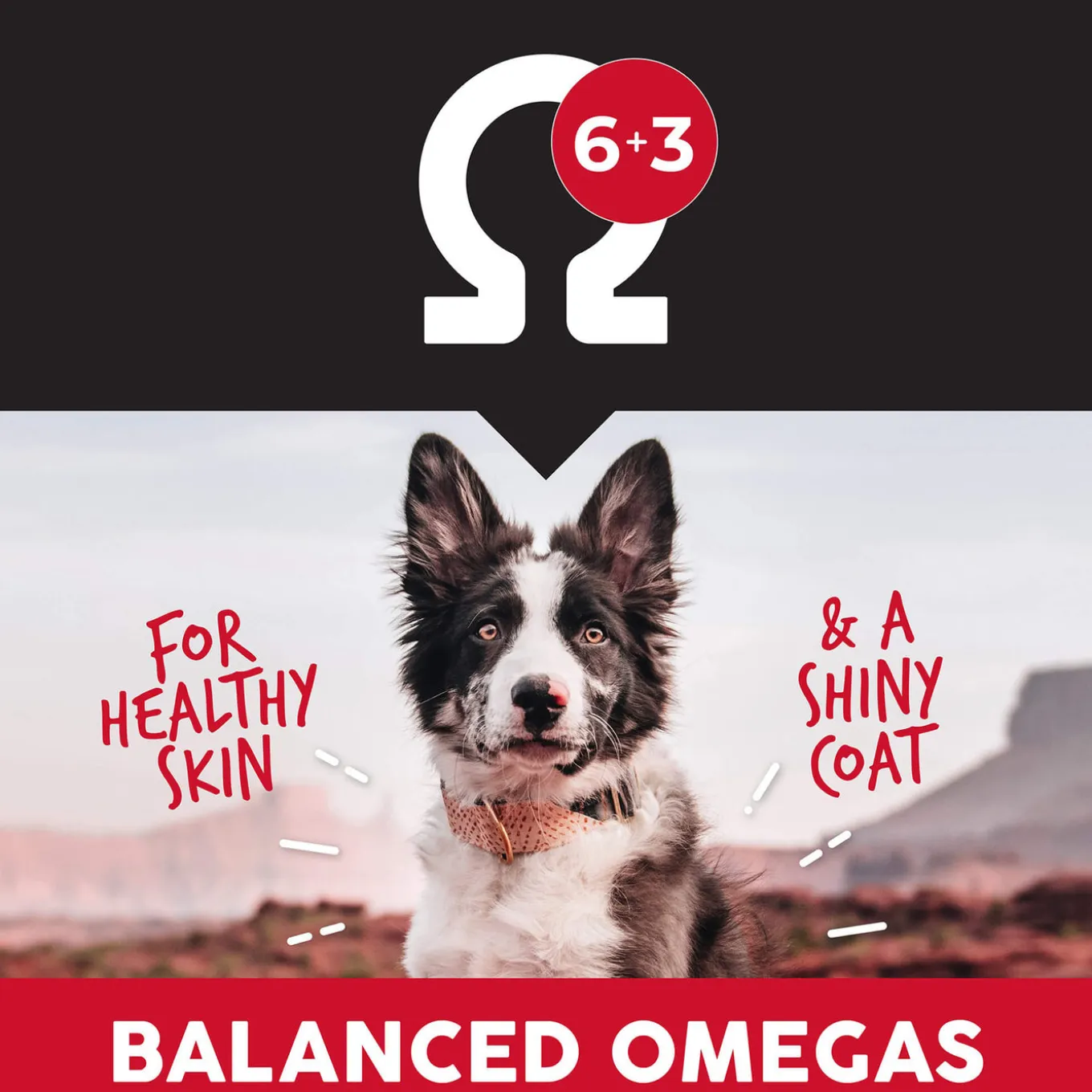 Ultimates Whole Grain Adult Dry Dog Food