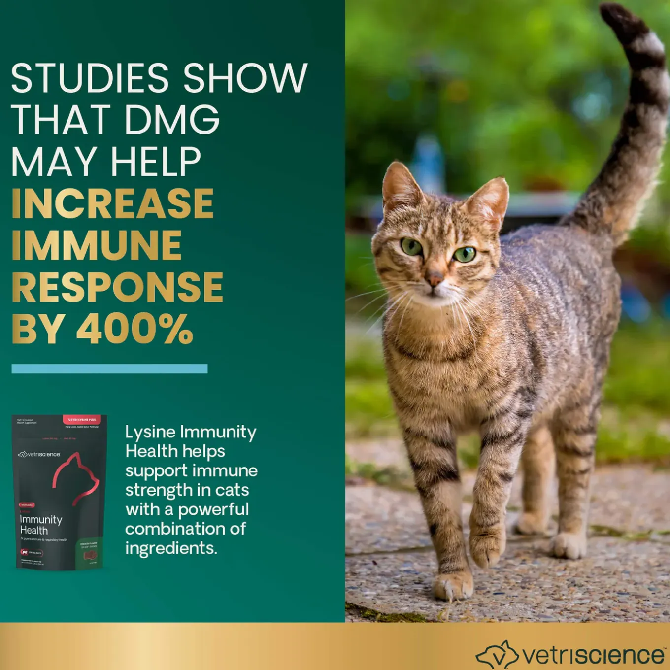 VetriScience Lysine Immunity Health Supplement for Cats