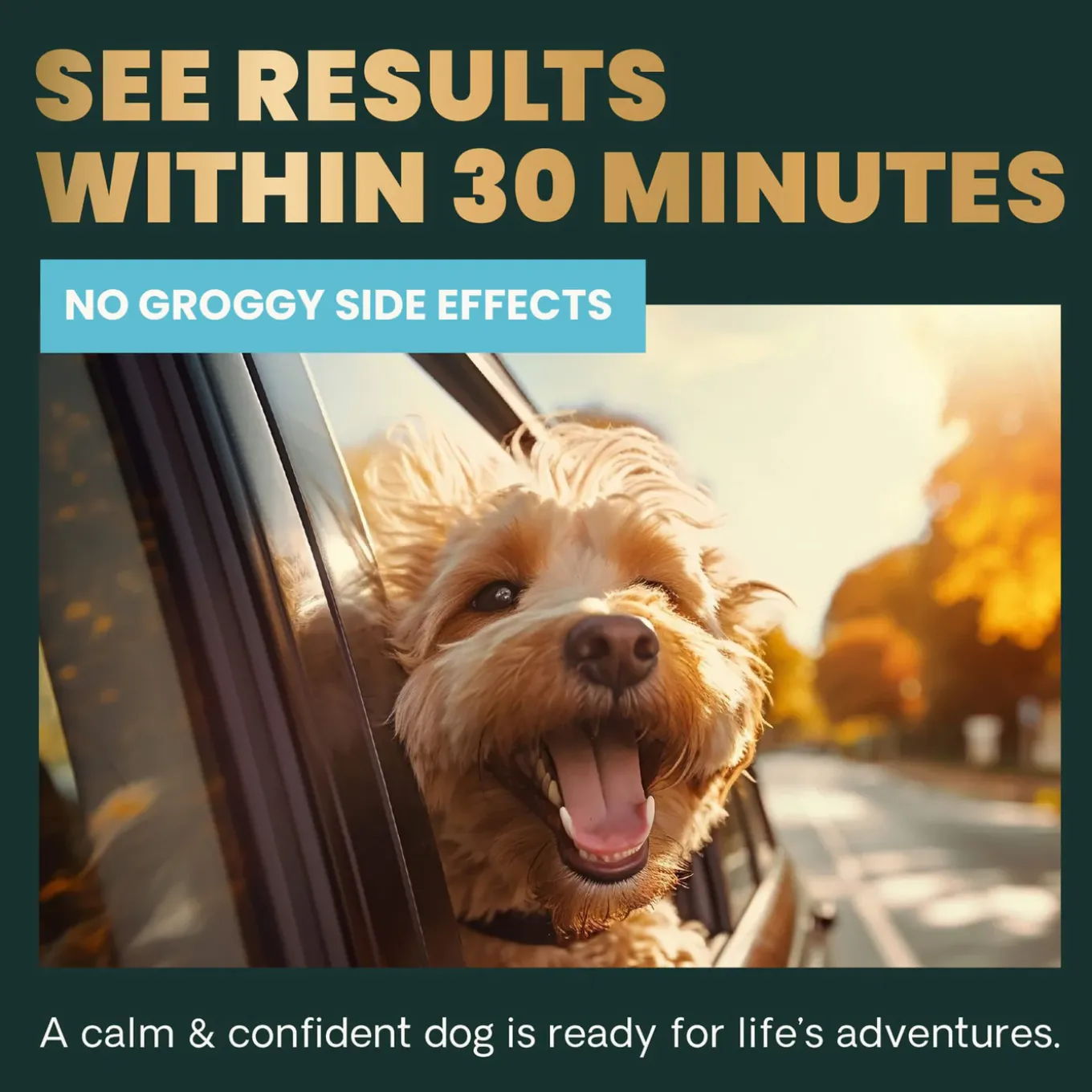 VetriScience Calm & Confident Dog Supplement