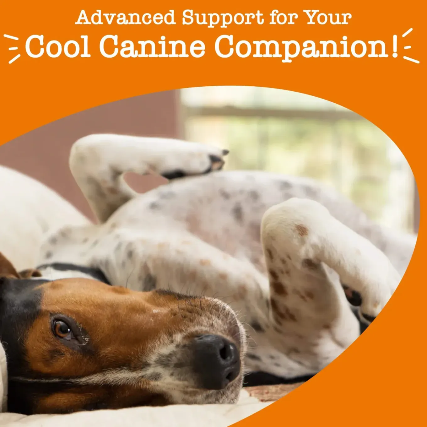 Zesty Paws Calming Bites for Dogs