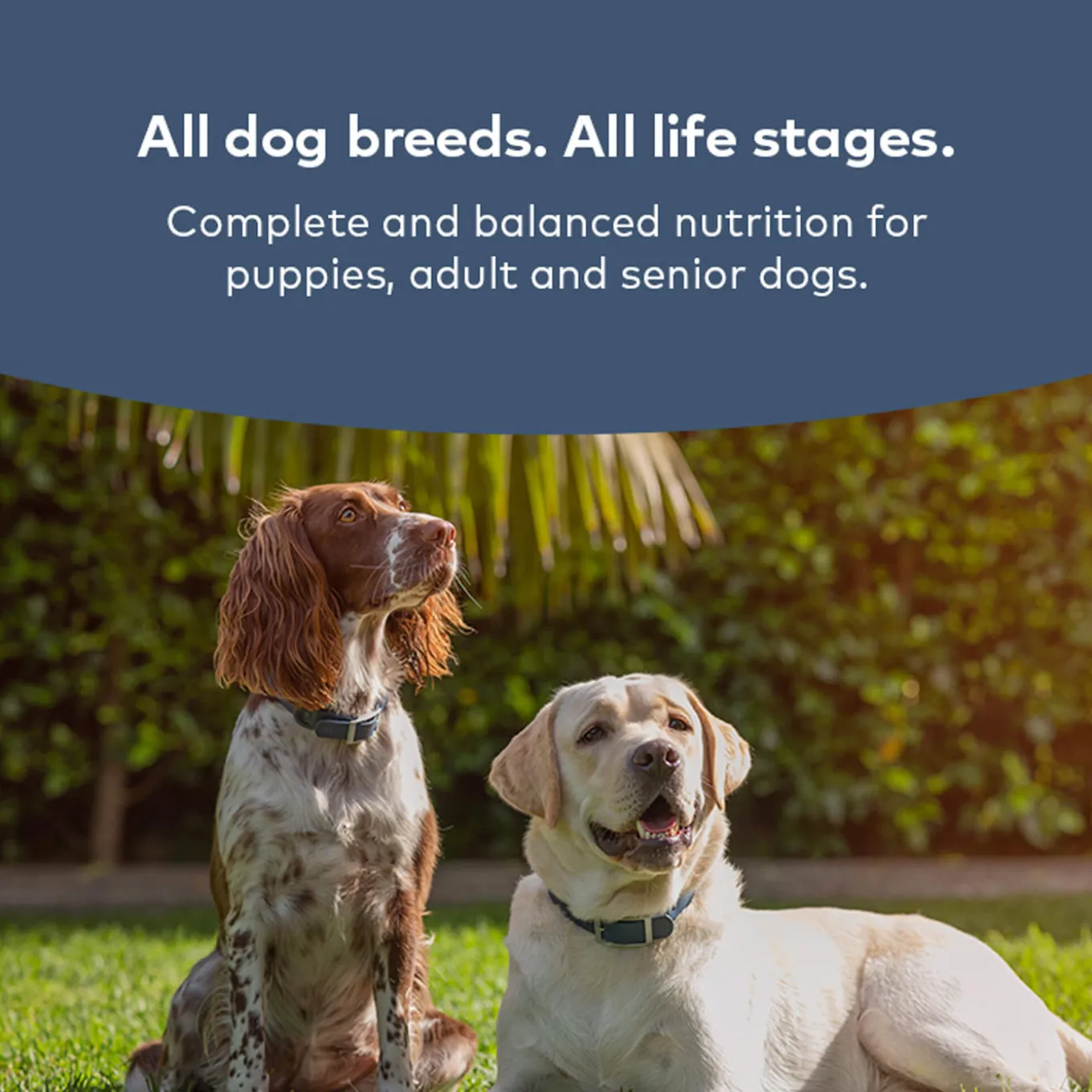 ZiwiPeak Steam & Dried Dog Food